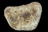 Hadrosaur Toe Bone - Alberta (Disposition #-) #95134-1